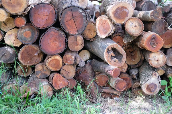 Bir yığın ağaç kütüğü. kereste ormanı