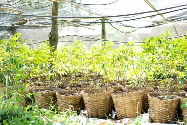 Durian Drzewo Roślinne Rośnie Ogrodzie Sadowniczym — Zdjęcie stockowe