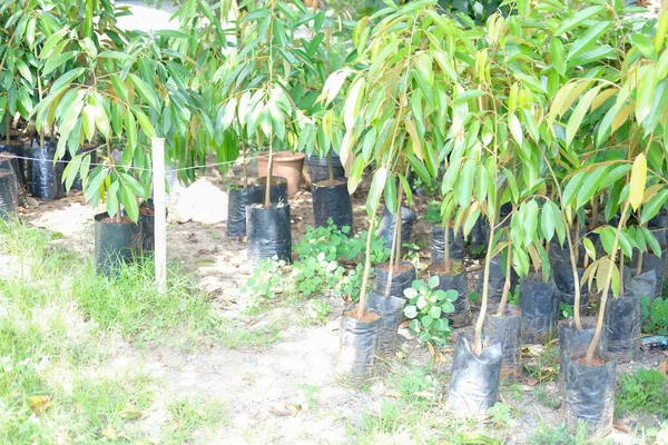 Pohon Tanaman Durian Tumbuh Kebun Kebun Kebun Buah — Stok Foto