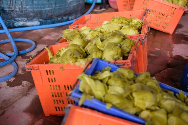 Chou Chinois Vert Mariné Dans Une Usine Plantes Nourriture Traditionnelle — Photo