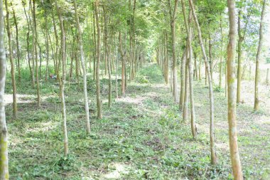 Çiftlik arazisinde siam gülü ağacı yetiştiriyorum. Dalbergia Kırlangıç Ormanı