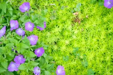 Botanik bahçesindeki çiçek bitkisi