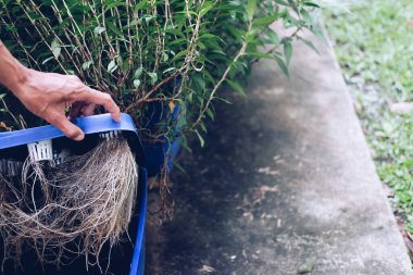 Çiftlikteki plastik kutuda büyüyen hidroponik sebze kökü