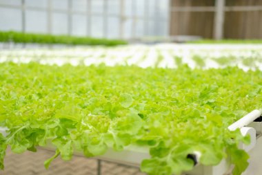 Marul sebzesi, bitki yetiştirme çiftliğinde yetişiyor. gıda ve tarım endüstrisi