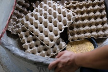 Çiftlikte yumurta tepsisindeki çekirge böceği.