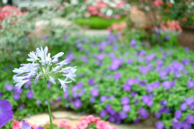 Botanik bahçesindeki çiçek bitkisi