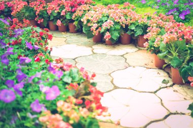 Botanik bahçesindeki çiçek bitkisi