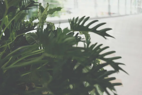 Feuilles Monstère Verte Philodendron Feuille Fendue Plante Tropicale Poussant Pot — Photo