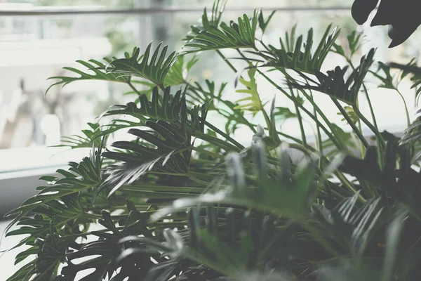 Feuilles Monstère Verte Philodendron Feuille Fendue Plante Tropicale Poussant Pot — Photo