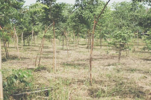 Menumbuhkan Pohon Kayu Cendana Siam Lahan Pertanian Dalbergia Cochinchinensis Forestry — Stok Foto