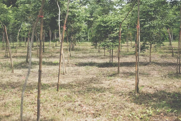 Menumbuhkan Pohon Kayu Cendana Siam Lahan Pertanian Dalbergia Cochinchinensis Forestry — Stok Foto