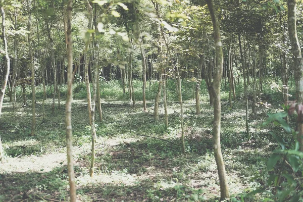농지에서 자라는 자이언트 나무를 재배하고 있습니다 Dalbergia Cochinchinensis Forestry — 스톡 사진
