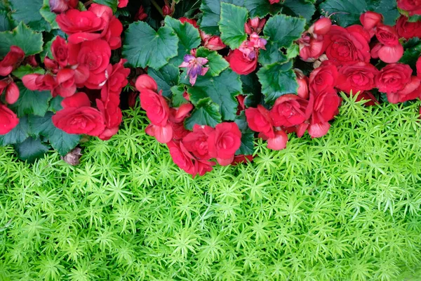 Green Natural Leaves Plant Red Begonia Flower Nature Texture Background — Stock Photo, Image