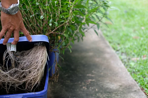 Raíz Vegetal Hidropónica Creciendo Caja Plástico Granja —  Fotos de Stock