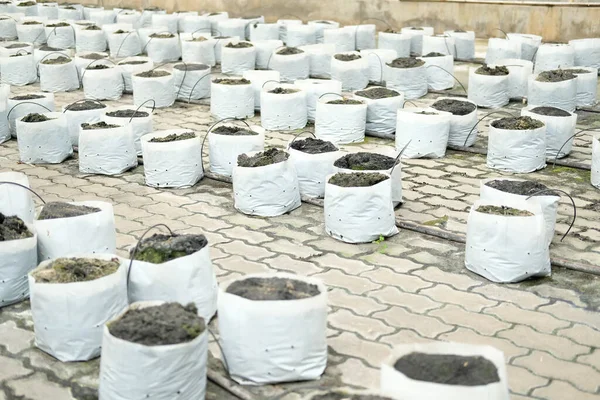 Bodem Meststof Plantzak Voor Teelt Van Plantaardig Zaailingen Het Landbouwbedrijf — Stockfoto