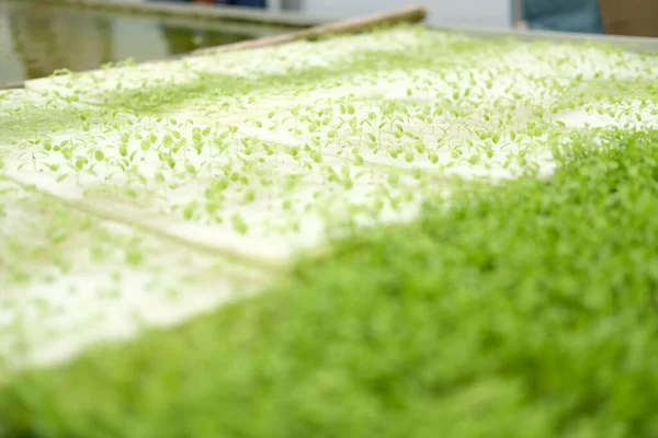Seedling Hydroponic Vegetable Sprout Wet Sponge Plant Nursery Lettuce Salad — Stock Photo, Image