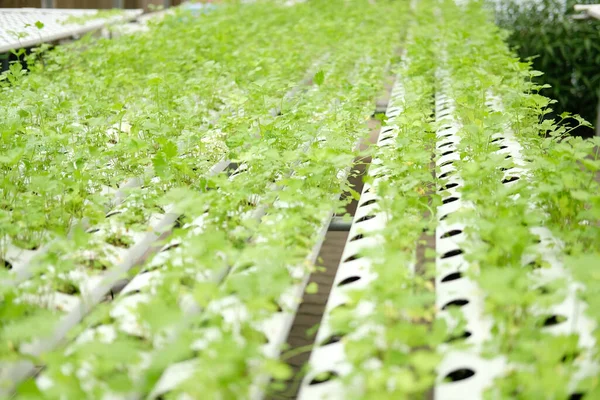 Légumes Céleri Poussant Pépinière Dans Ferme Hydroponique Industrie Alimentaire Agricole — Photo