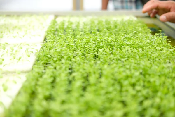 Seedling Hydroponic Vegetable Sprout Wet Sponge Plant Nursery Lettuce Salad — Stock Photo, Image