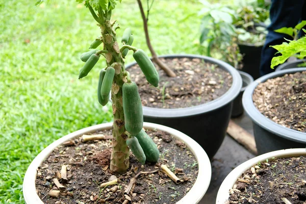 Kurzer Papaya Obstbaum Wächst Topf Garten — Stockfoto