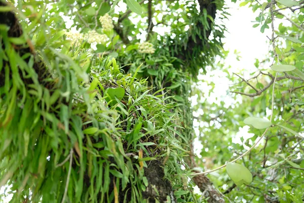 Planta Orquídea Silvestre Creciendo Tronco Rama Árbol —  Fotos de Stock