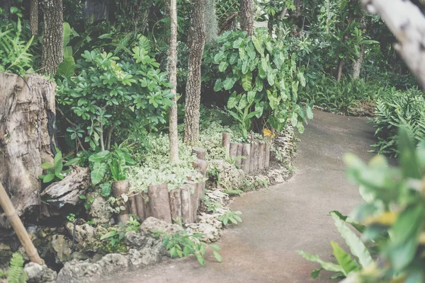 Planta Árbol Creciente Decoración Jardín Parque — Foto de Stock