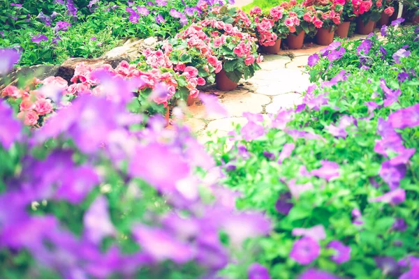 Floreciente Planta Flores Jardín Botánica Parque — Foto de Stock