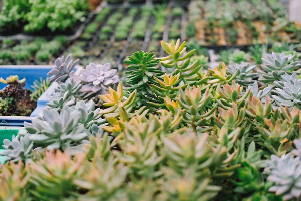 Anbau Von Sedum Sukkulente Pflanze Bauernhof Sedum Plantage — Stockfoto