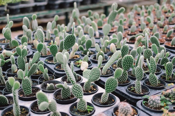 Crescente Planta Cacto Suculenta Vaso Plantação Cactos Exploração Agrícola — Fotografia de Stock