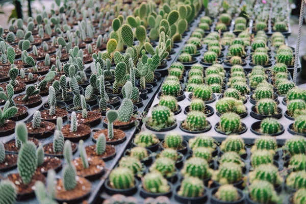 Tumbuh Tanaman Kaktus Lezat Dalam Pot Perkebunan Kaktus Pertanian — Stok Foto