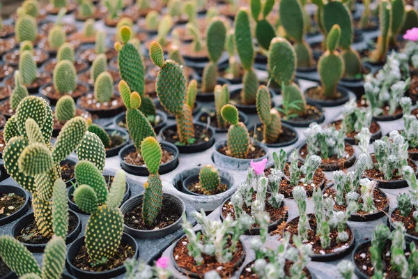 Crescente Planta Cacto Suculenta Vaso Plantação Cactos Exploração Agrícola — Fotografia de Stock