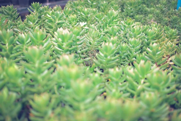 Выращивание Седана Суккулентного Растения Ферме Седум Плантация — стоковое фото