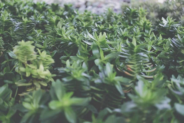 在农场种植豆科植物肉质植物 紫锥菊种植园 — 图库照片