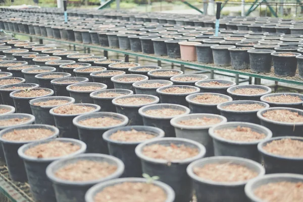 Solo Fertilizante Vaso Plantio Para Cultivo Mudas Plantas Fazenda — Fotografia de Stock