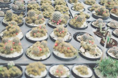 Tencerede sulu kaktüs yetiştiriyorum. Çiftlikteki kaktüs tarlası