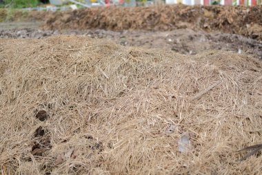 organik gübre yığını. tarım endüstrisinde toprak ekimi için gübre üretimi