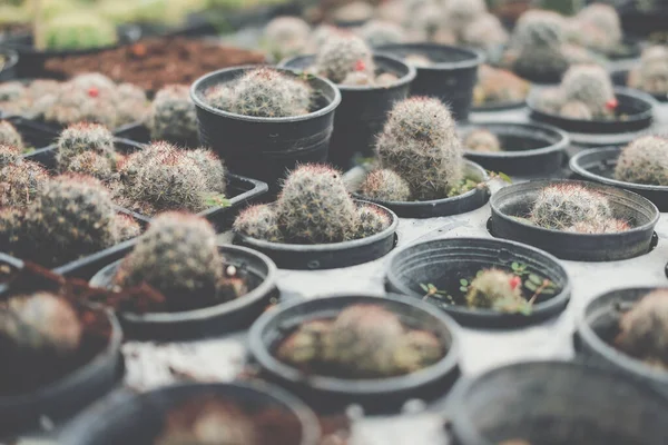 多肉植物を栽培しています 農場でのサボテン農園 — ストック写真