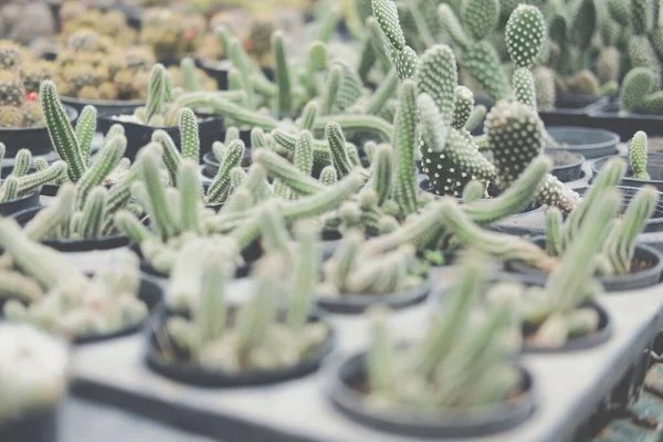 Coltivazione Pianta Succulenta Cactus Vaso Piantagione Cactus Fattoria — Foto Stock