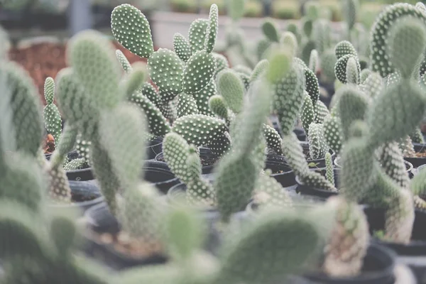 Tencerede sulu kaktüs yetiştiriyorum. Çiftlikteki kaktüs tarlası
