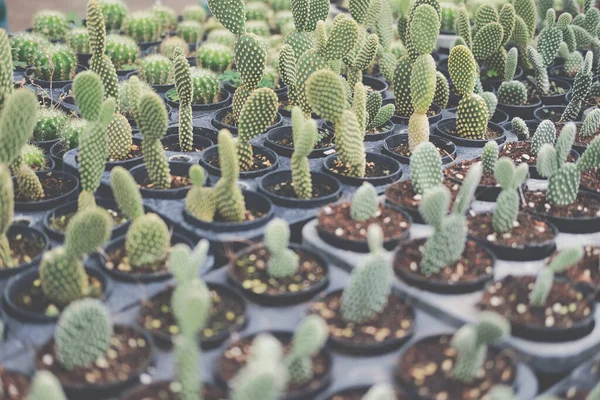 多肉植物を栽培しています 農場でのサボテン農園 — ストック写真