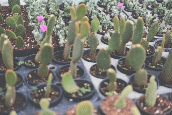 Sukkulente Kakteenpflanze Topf Kakteenplantage Auf Bauernhof — Stockfoto