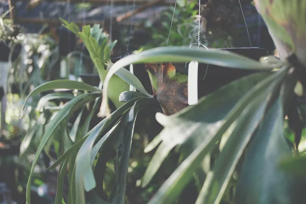 Bahçede yetişen tropikal orman bitkisi (Aristolochia indica)