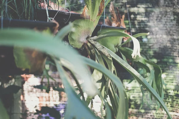 Sida Kosár Aristolochia Indica Trópusi Erdei Növény Termesztése Kertben — Stock Fotó