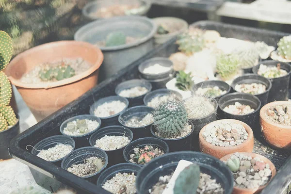 テーブルの上に飾る鍋に多肉植物 — ストック写真