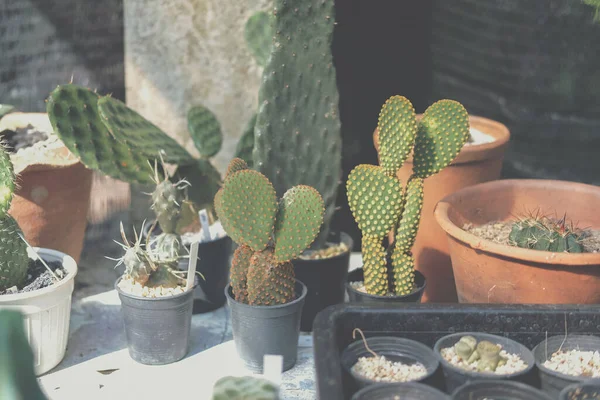 テーブルの上に飾る鍋に多肉植物 — ストック写真