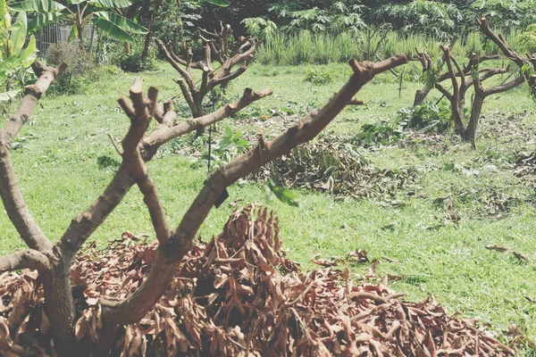 Pohon Pelatihan Pemangkasan Taman Pemeliharaan Kebun — Stok Foto
