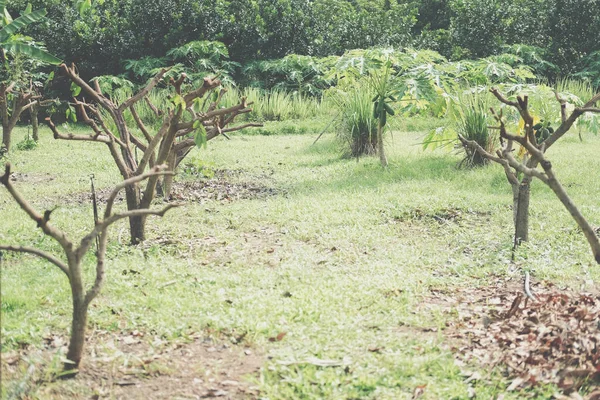 Pohon Pelatihan Pemangkasan Taman Pemeliharaan Kebun — Stok Foto