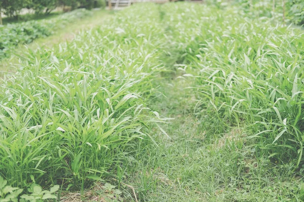 Chinesischer Wasserkonvulus Spinat Morgenruhm Pflanze Wächst Gemüsegarten Bauernhof — Stockfoto