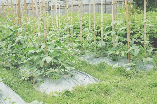 Planta Vegetal Que Crece Granja Jardín —  Fotos de Stock