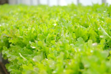 Marul sebzesi, bitki yetiştirme çiftliğinde yetişiyor. gıda ve tarım endüstrisi