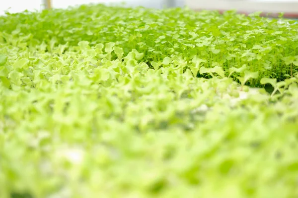 Λαχανικό Σέλινου Που Καλλιεργείται Φυτώριο Φυτών Υδροπονικό Αγρόκτημα Βιομηχανία Τροφίμων — Φωτογραφία Αρχείου